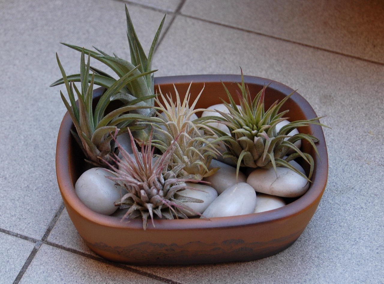 تیلاندزیا ایونانتا